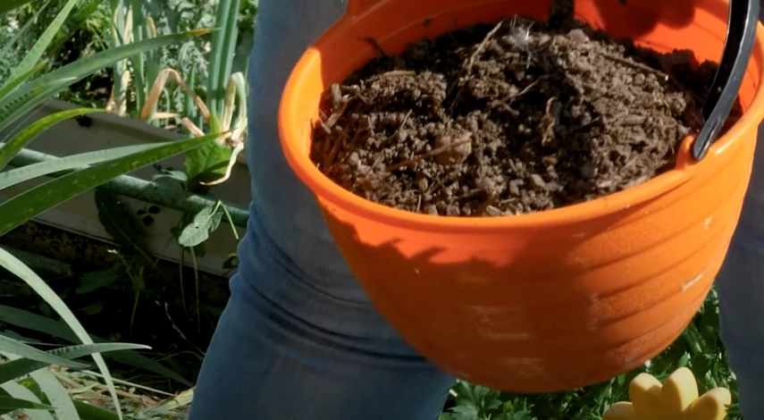 Почва для пересадки лилий