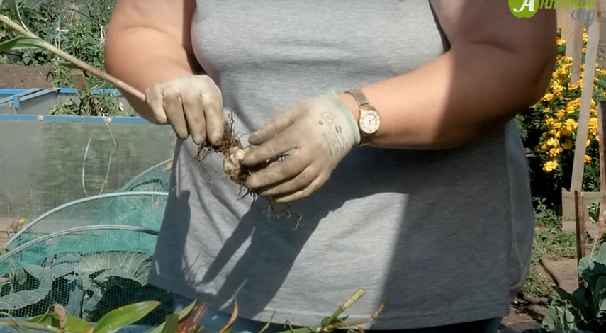 Подготовка лилий к пересадке