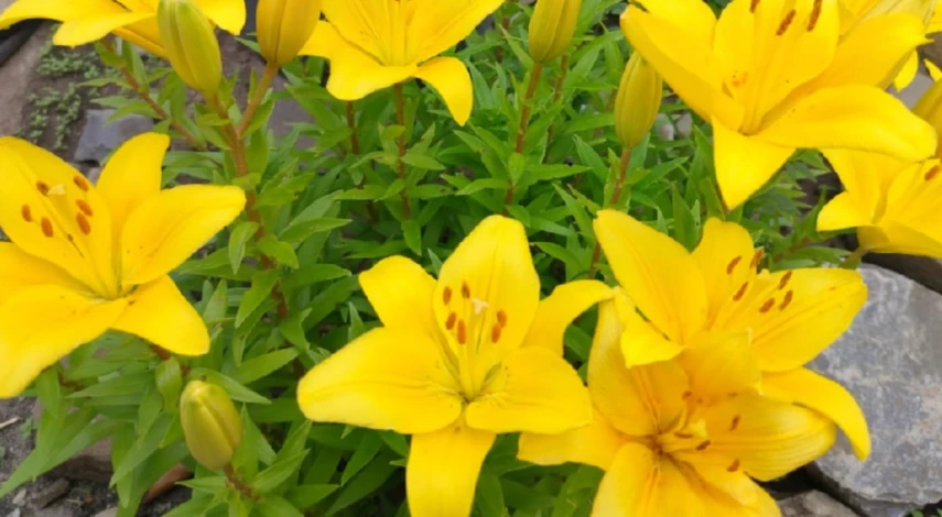 Пересадка лилий весной