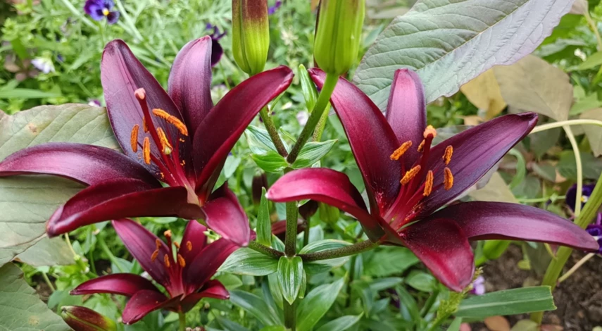 Пересадка азиатских лилий