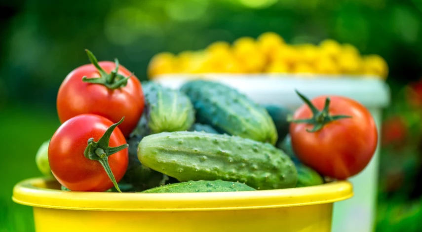 Томаты и огурцы для засолки