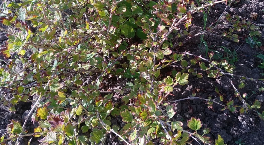 Полив крыжовника после плодоношения