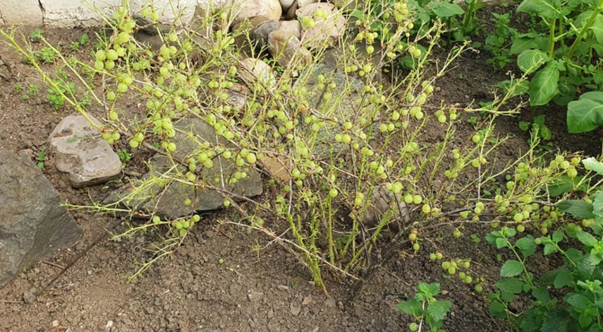 Вредители крыжовника после плодоношения