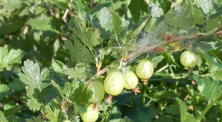 Обработка крыжовника от вредителей