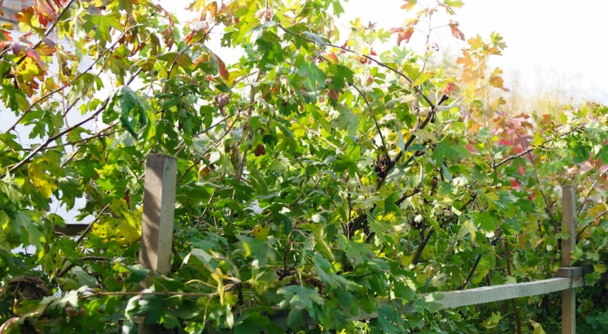 Подкормки крыжовника после плодоношения