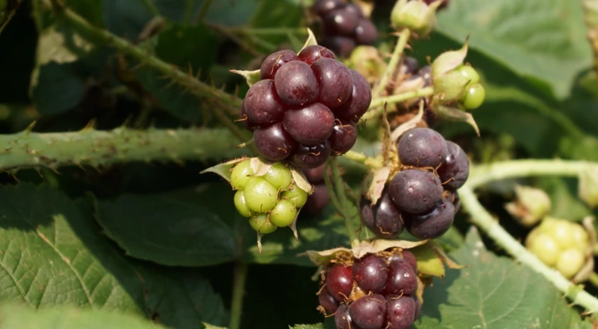 Размножение ежевики черенками