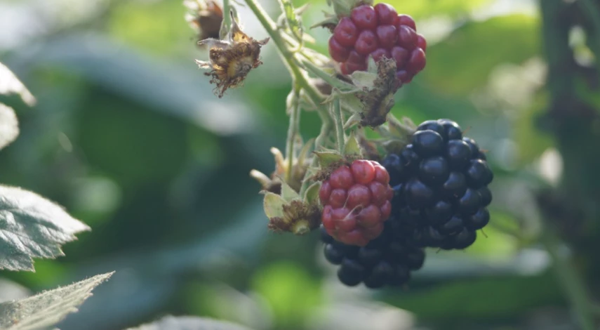 Размножение ежевики отпрысками