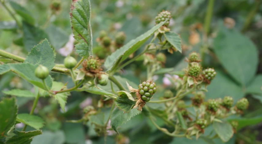 Размножение ежевики зелеными черенками
