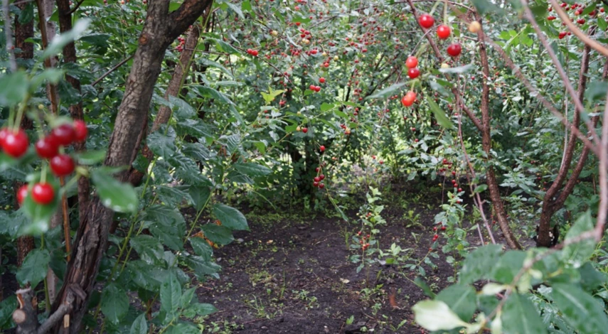 В каком возрасте пересаживают вишню