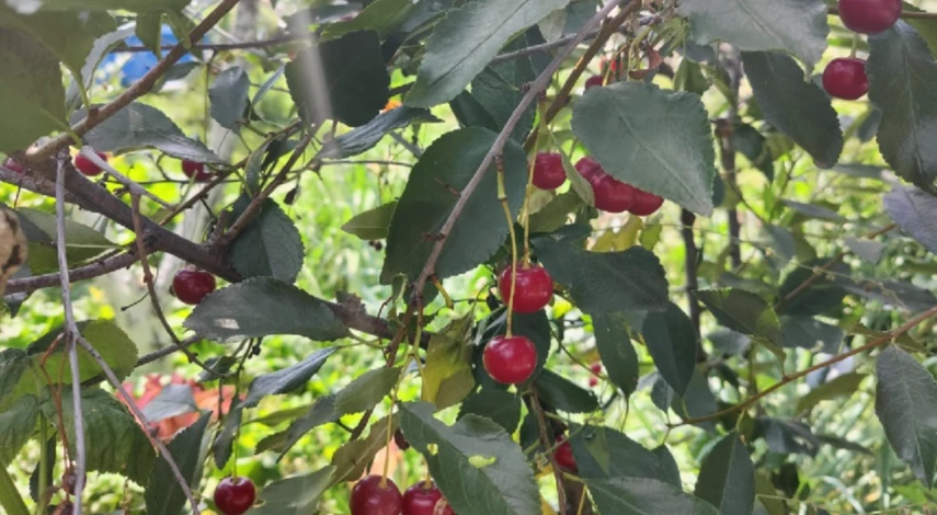 Сроки пересадки вишни летом