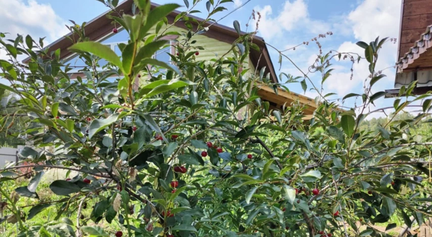 Сроки пересадки вишни осенью