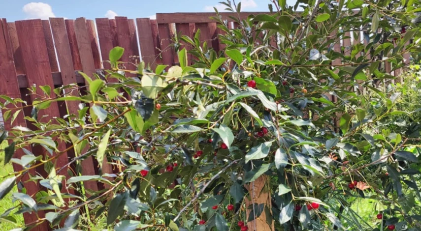 Пересадка вишни