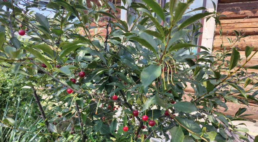 Календарь пересадки вишни