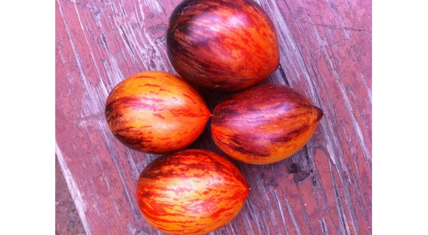 сорт помидоров гаргамель