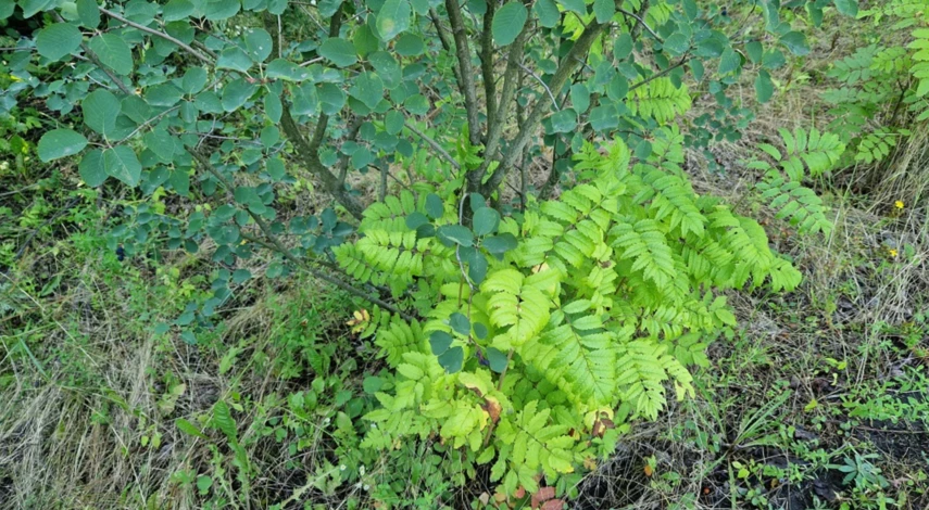 Как обрезать иргу