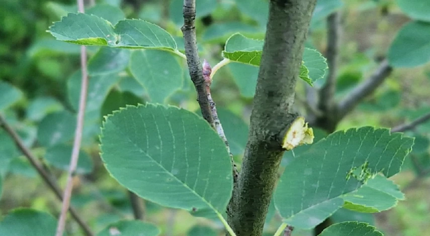 Правильная обрезка ирги