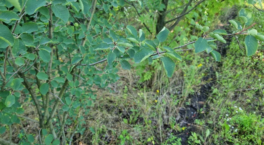 Стрижка ирги