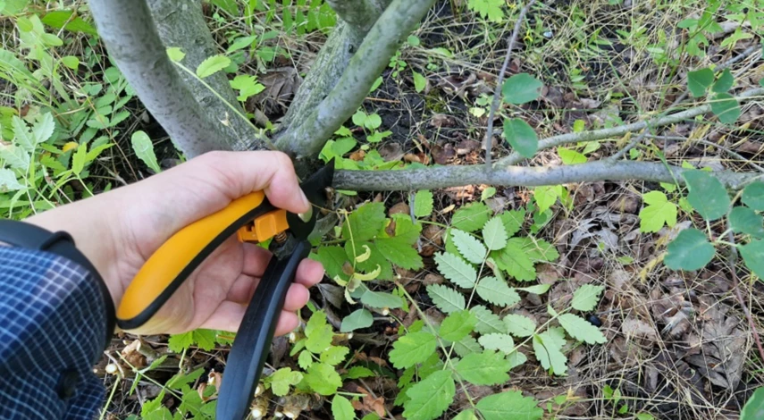 Пошаговая обрезка ирги