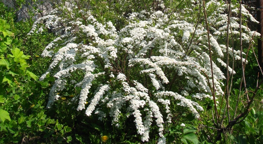 спирея белая уход