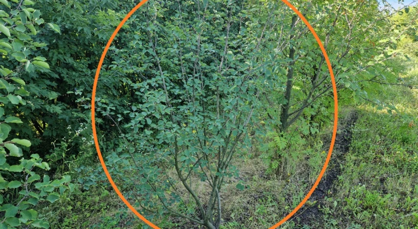 Игра после обрезки