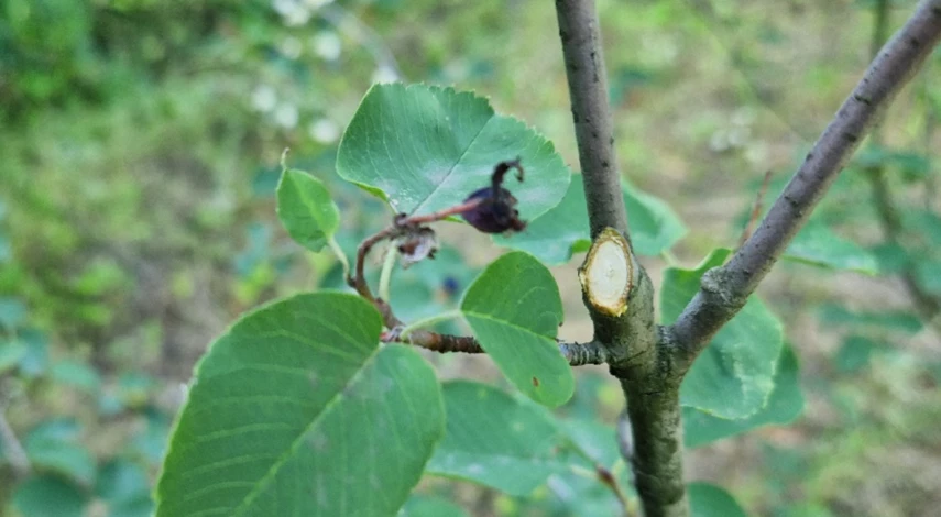 кустарник ирга после обрезки