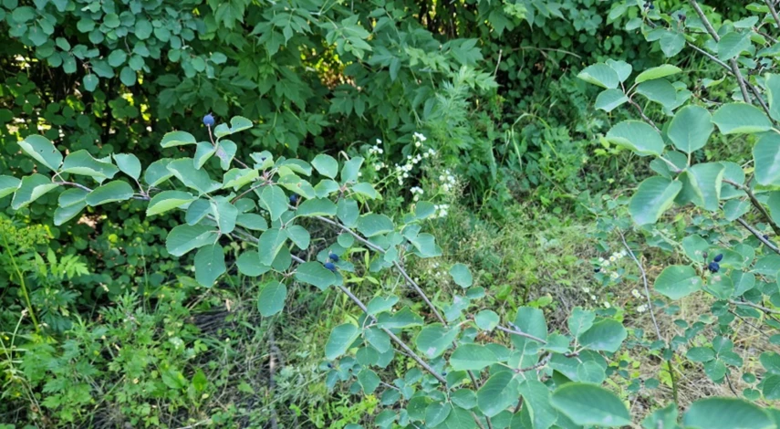 Какие побеги ирги обрезать