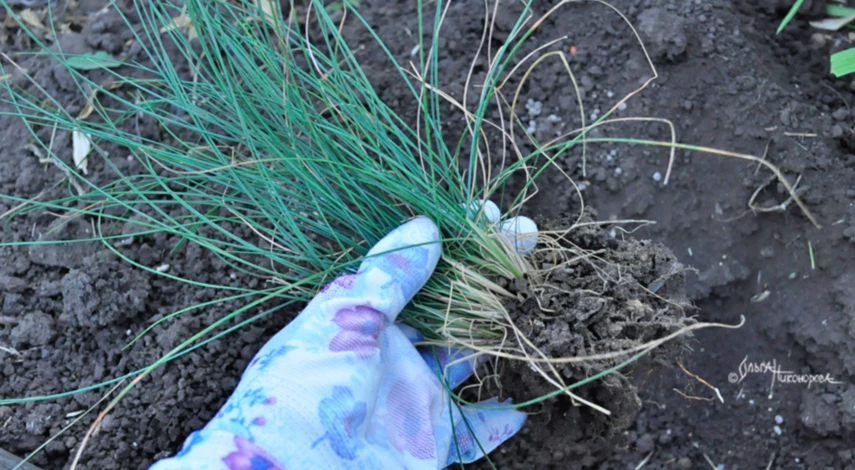 Выкопка саженцев овсяницы