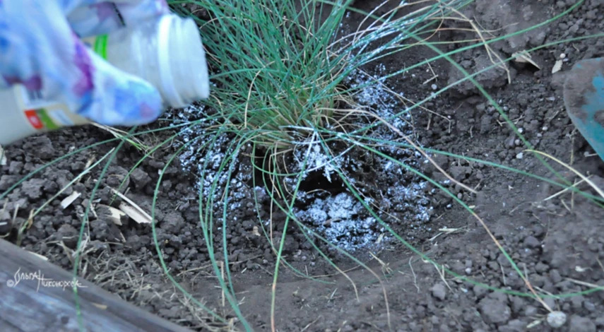 Инструкция по посадке овсяницы