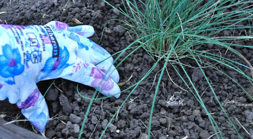 Правила посадки овсяницы