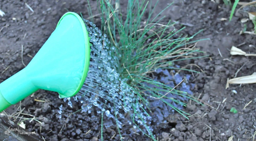 Полив овсяницы при посадке