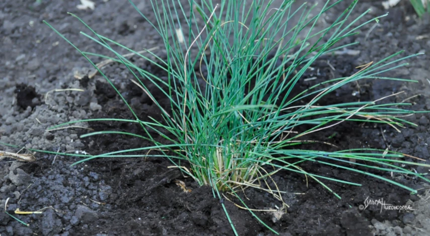 Секреты посадки овсяницы