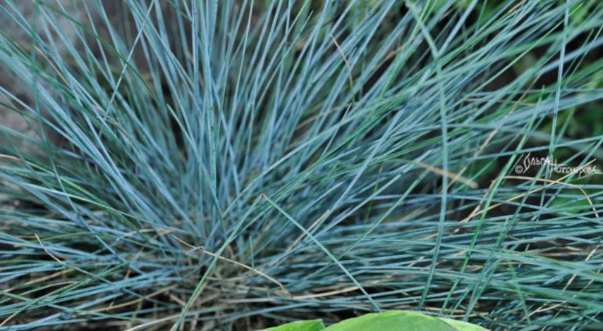 Место для посадки овсяницы