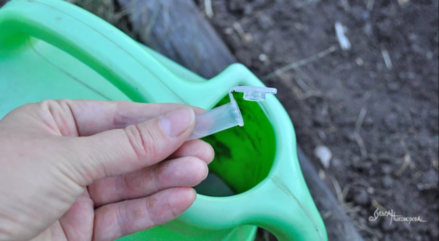 Что нужно для посадки овсяницы