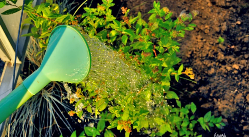 Как сажать спирею