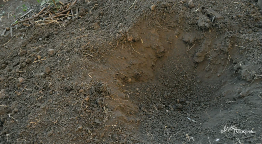 Лунка для посадки спиреи