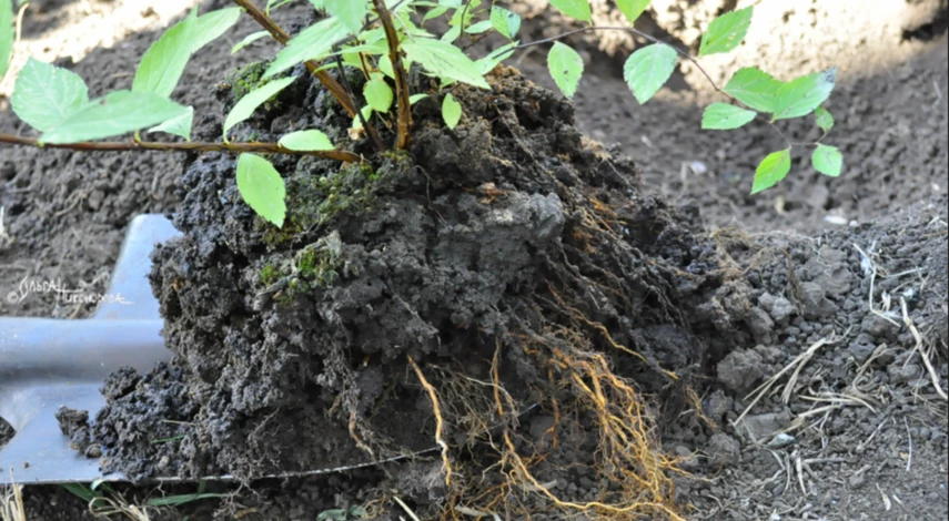 Выкопка саженца спиреи для посадки