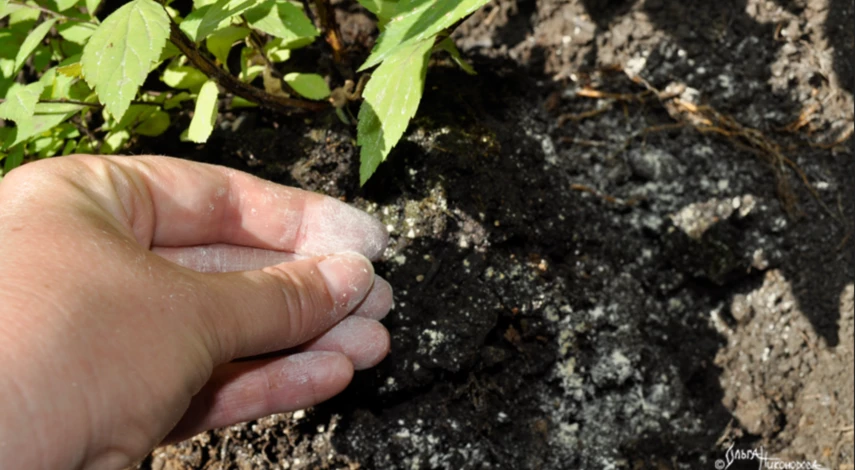 Инструкция по посадке спиреи