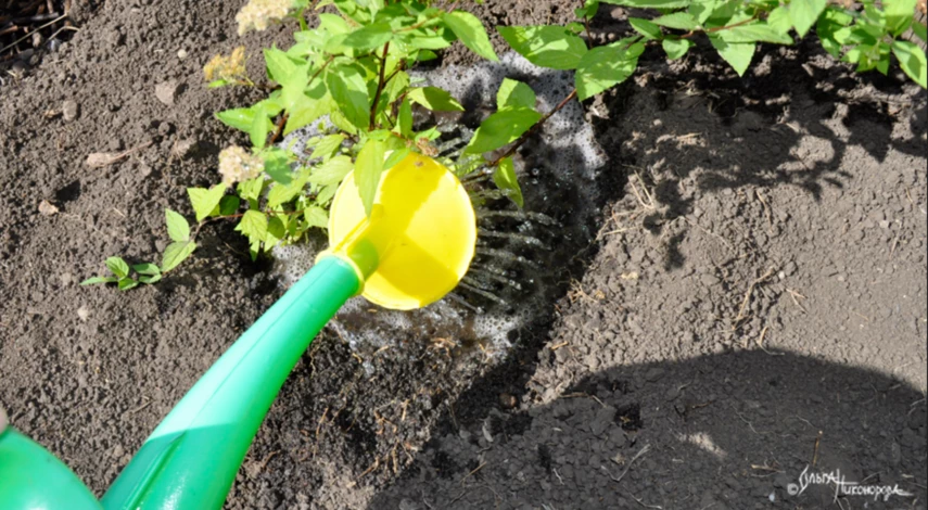 Полив спиреи после посадки