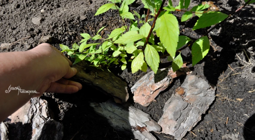 Мульчирование спиреи после посадки