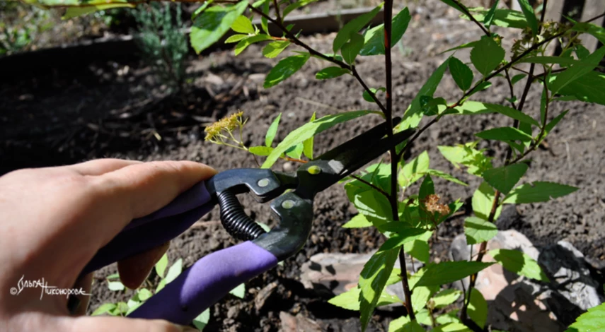 Обрезка спиреи после посадки