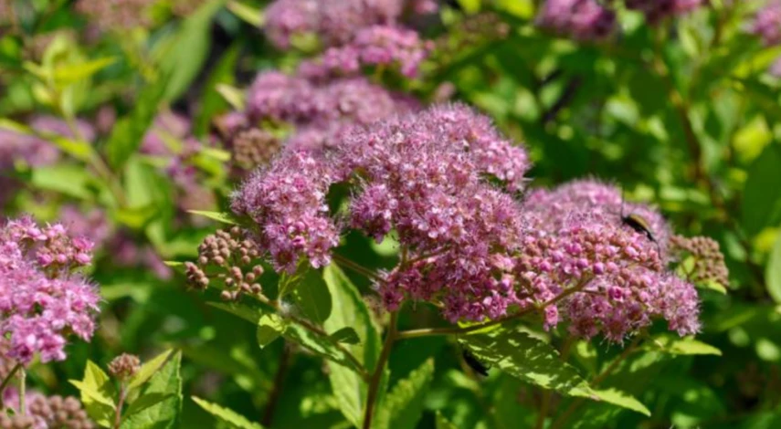 Какую спирею посадить