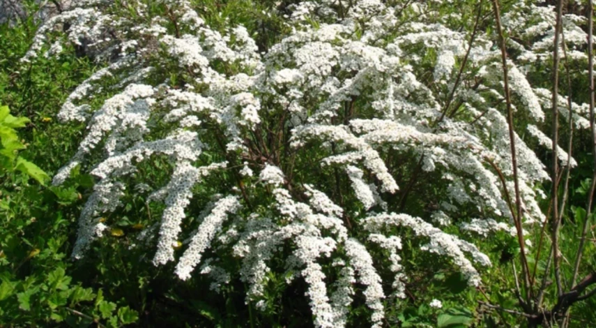 Виды спиреи для посадки