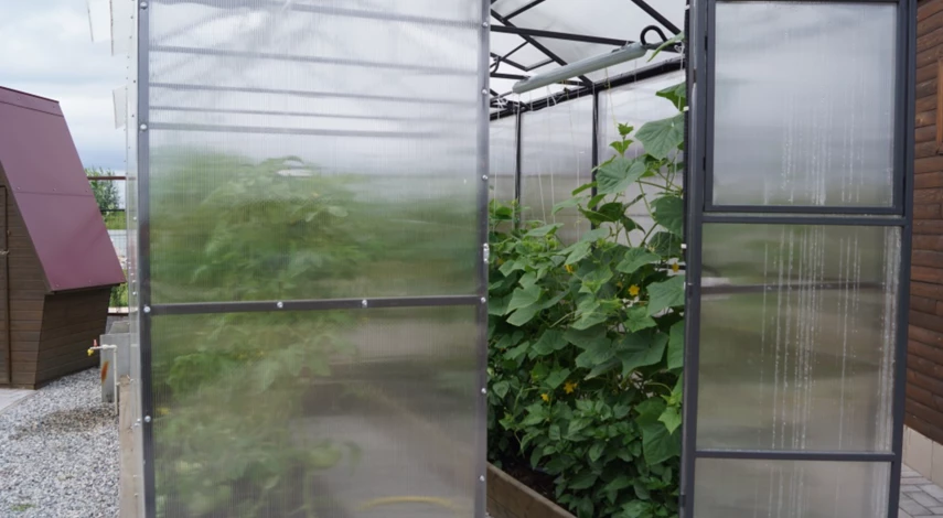 плюсы поликарбоната для теплицы