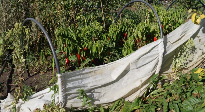 Лунный календарь укрытия перцев