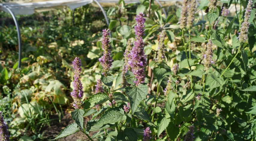 Календарь огородника на сентябрь