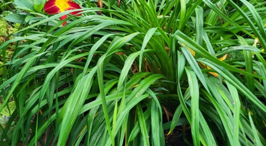 Зачем пересаживать лилейники