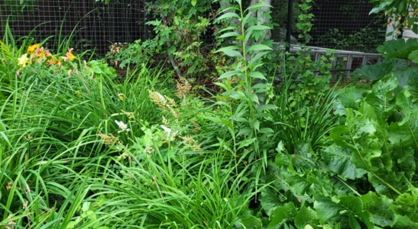 Место для пересадки лилейников