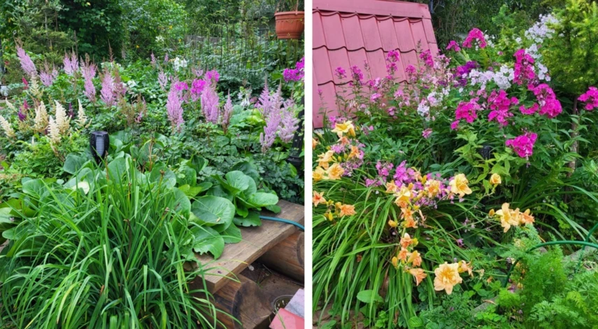 Соседи лилейников на клумбе