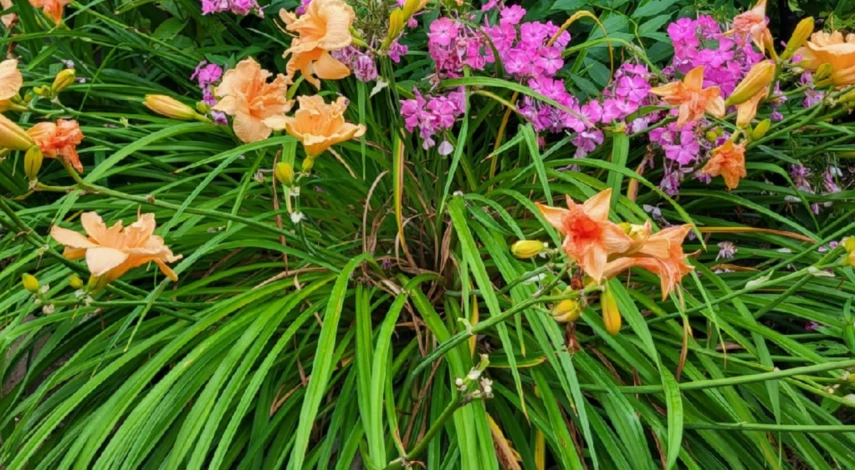 С чем посадить лилейники