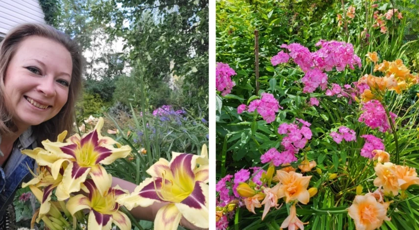 Пересадка лилейника летом